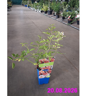 Rosa 'Ghislaine de Féligonde' RP 1,6 L